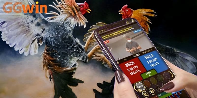Hướng dẫn tham gia cược đá gà GGwin