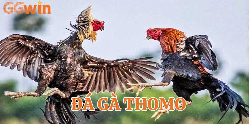 Giới thiệu chung về đá gà Thomo