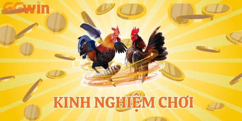 Tham khảo các chiến thuật chơi đá gà Thomo