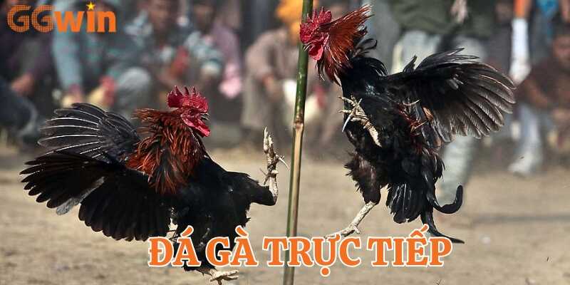 Tìm hiểu chung về đá gà trực tiếp